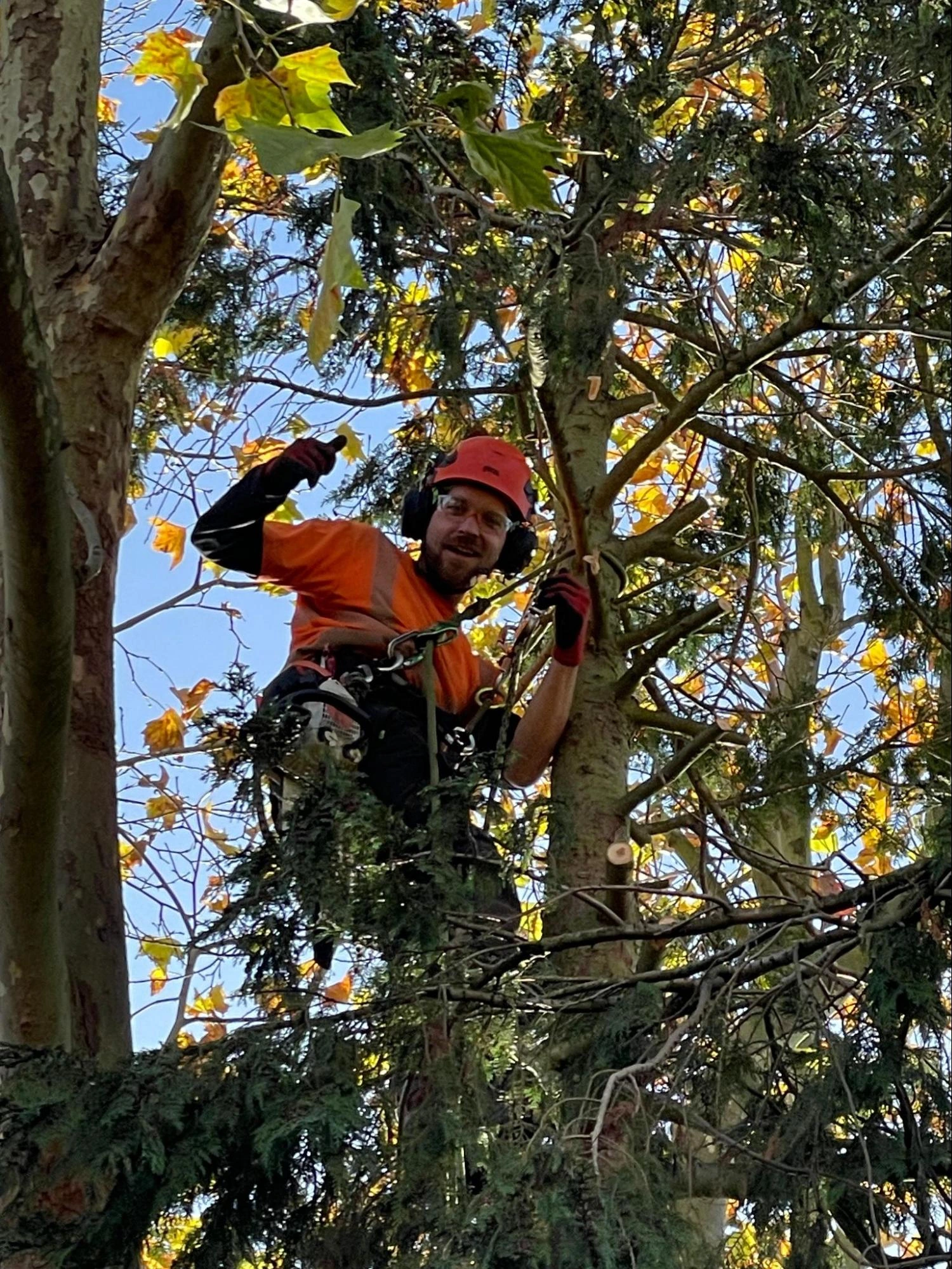 Finchley Tree Care Experts